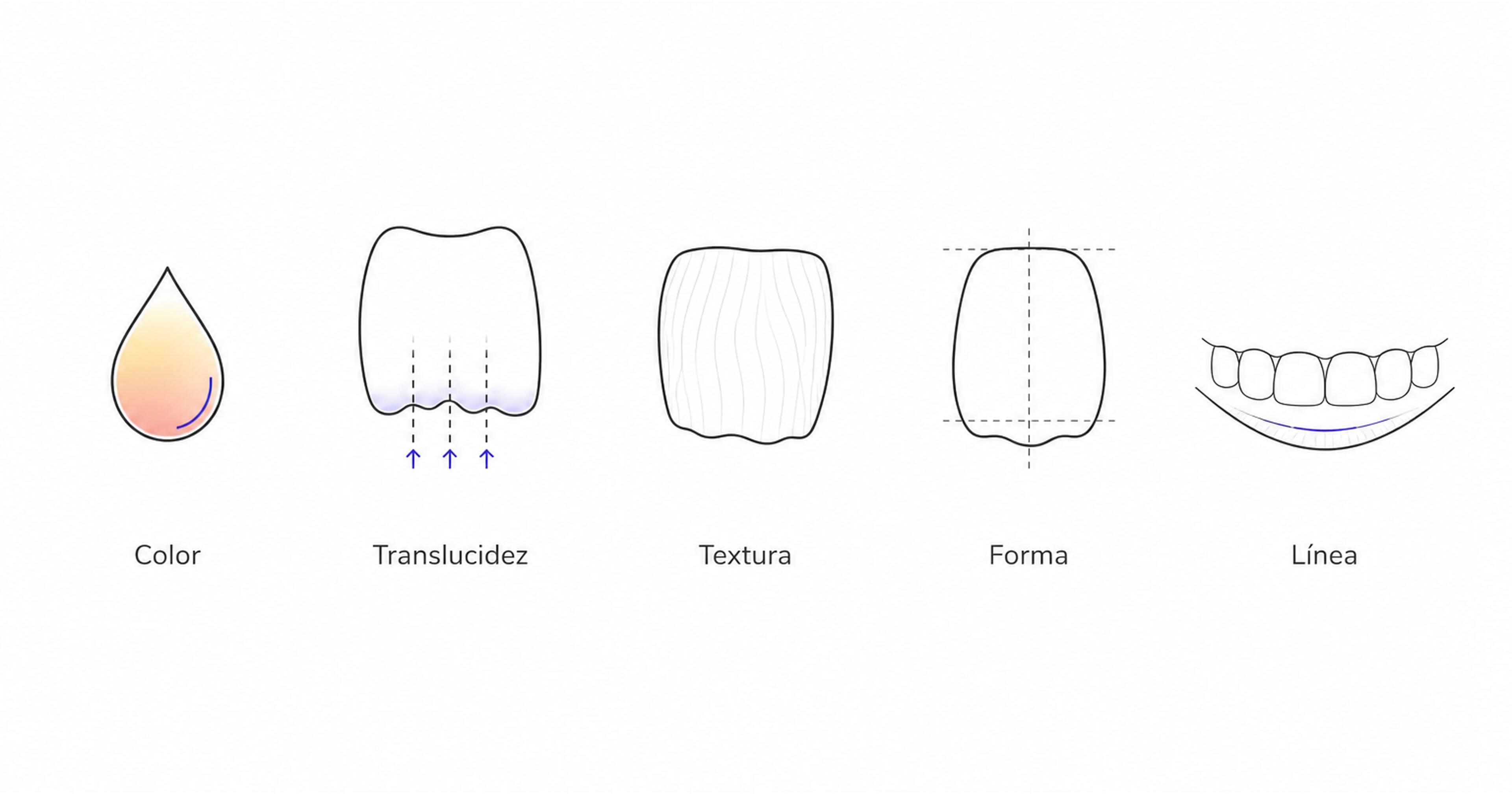 Cinco iconos de línea: color, translucidez, textura, forma y línea de la sonrisa